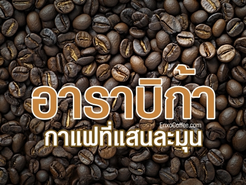 รู้จักกาแฟอาราบิก้า กาแฟที่มีรสชาติกลมกล่อม ละมุนและหอมตลอดทั้งวัน พร้อมรู้ถึงที่มาของกาแฟชนิดนี้และวิธีการชงเพื่อให้ได้รสชาติที่ดีที่สุด