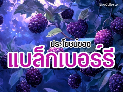 เรียนรู้ประโยชน์ของแบล็กเบอร์รี ผลไม้ที่เต็มไปด้วยสารต้านอนุมูลอิสระ ช่วยบำรุงสุขภาพหัวใจและเสริมสร้างภูมิคุ้มกัน