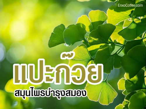 แปะก๊วย สมุนไพรบำรุงสมองที่ช่วยเพิ่มความจำ ลดความเสี่ยงของอัลไซเมอร์ บำรุงสายตา และเสริมสร้างสุขภาพหัวใจ