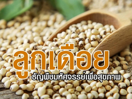 ลูกเดือยเป็นธัญพืชที่มีคุณค่าทางโภชนาการสูง และได้รับความนิยมมากในอาหารไทยและเอเชียมานานนับศตวรรษ ด้วยคุณสมบัติอันอุดมไปด้วยสารอาหารหลากชนิด อาทิ โปรตีน ไฟเบอร์ วิตามิน และแร่ธาตุที่สำคัญ
