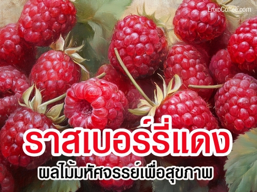ประโยชน์ของราสเบอร์รี่แดง ผลไม้ต้านอนุมูลอิสระที่ช่วยเสริมสร้างสุขภาพหัวใจ ระบบภูมิคุ้มกัน และการควบคุมน้ำหนัก อ่านข้อมูลโภชนาการและเคล็ดลับสุขภาพเพิ่มเติมได้ที่นี