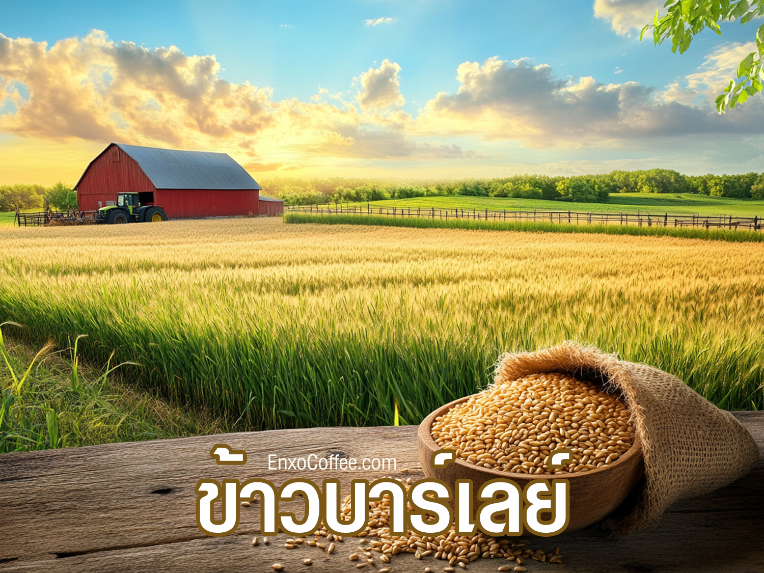 ประโยชน์ของข้าวบาร์เลย์