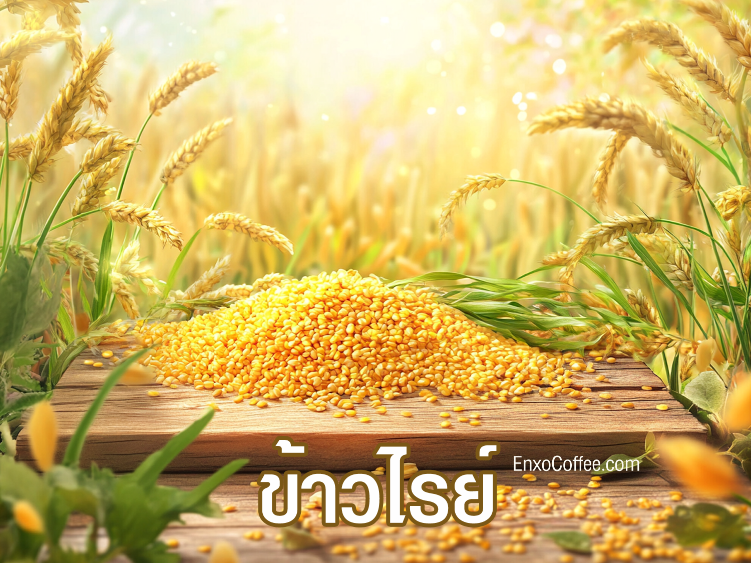 ประโยชน์ของข้าวไรน์ต่อสุขภาพ